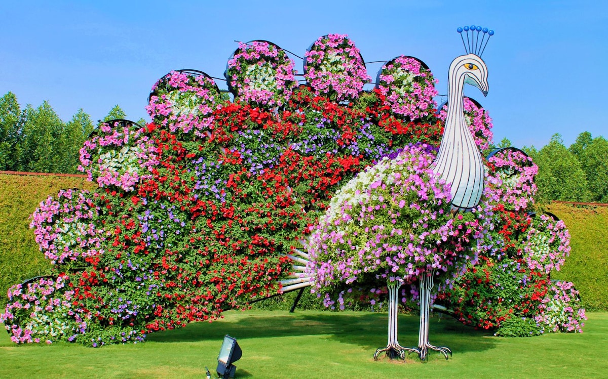 Watch a floral peacock come alive at Dubai Miracle Garden, showcasing vibrant blooms in a captivating display of creativity and nature.